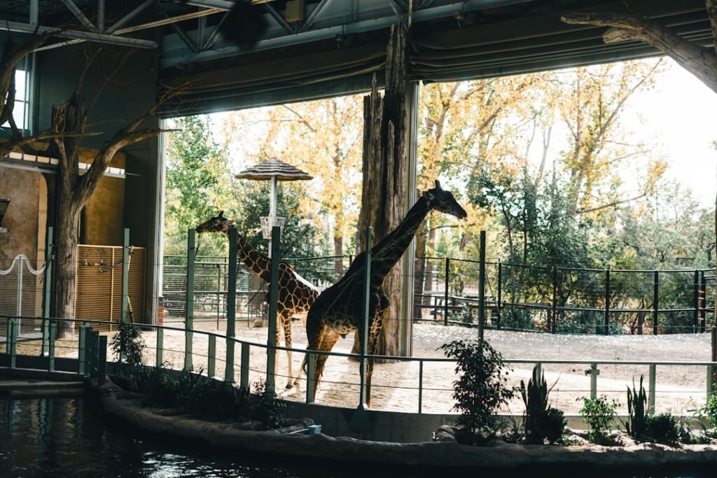 Two giraffes stand in an enclosure at a zoo.