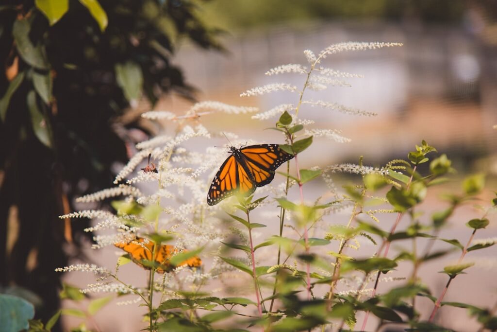 A monarch butterfly rests on a flower