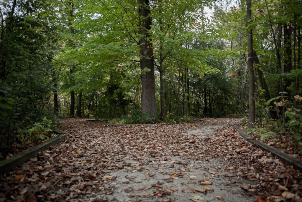 brown dried leaves on ground surrounded by trees during daytime