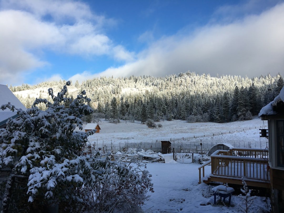 a snow covered field with trees and a fence