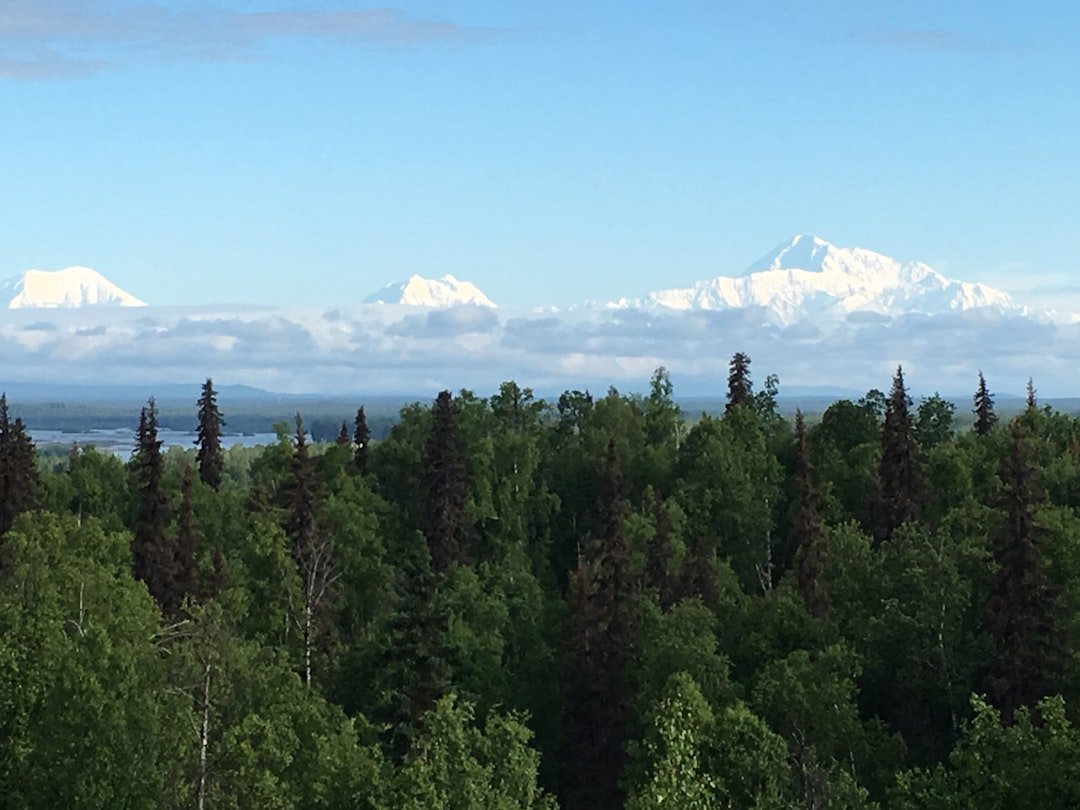 green trees near snow covered mountain during daytime